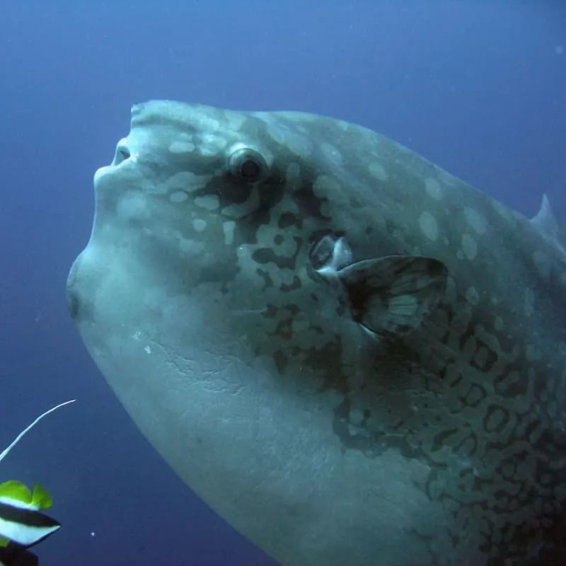 Nusa Penida Scuba Diving Bali - Gallery 5